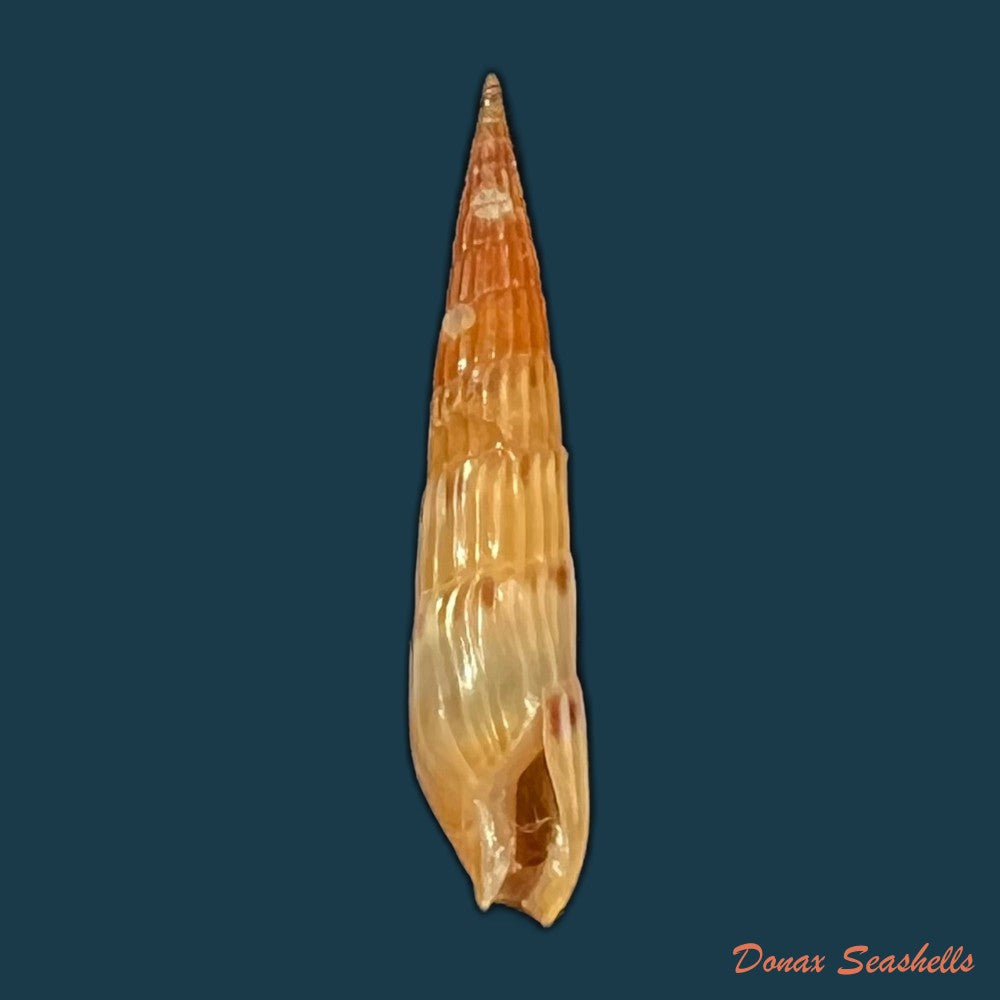 hastula-lepida-hinds-1844-21mm-copia