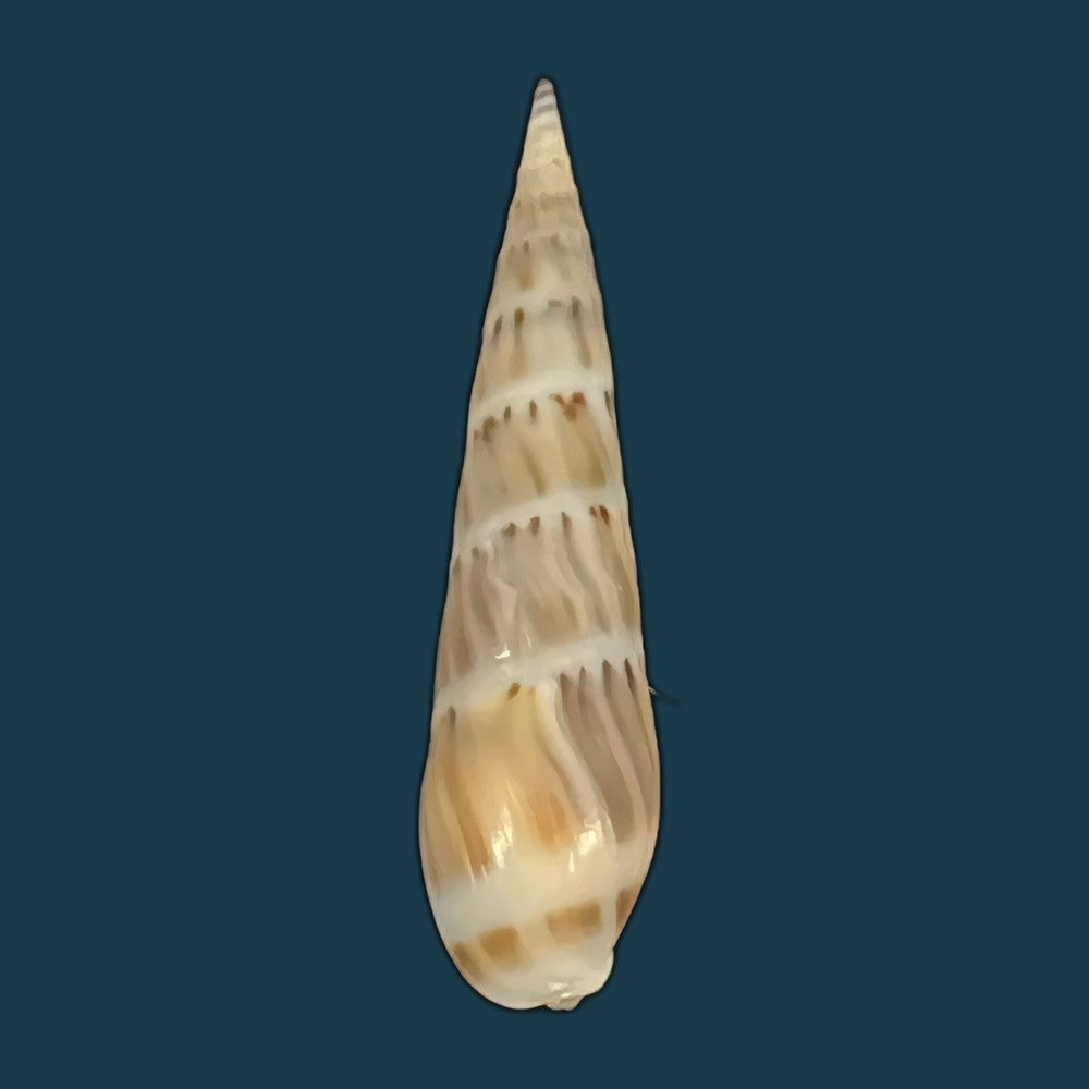 hastula-nimbosa-hinds-1844-37mm-copia