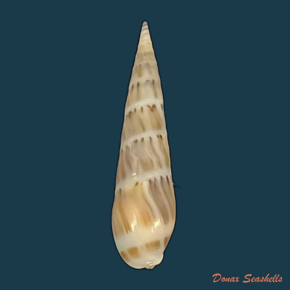 hastula-nimbosa-hinds-1844-37mm-copia
