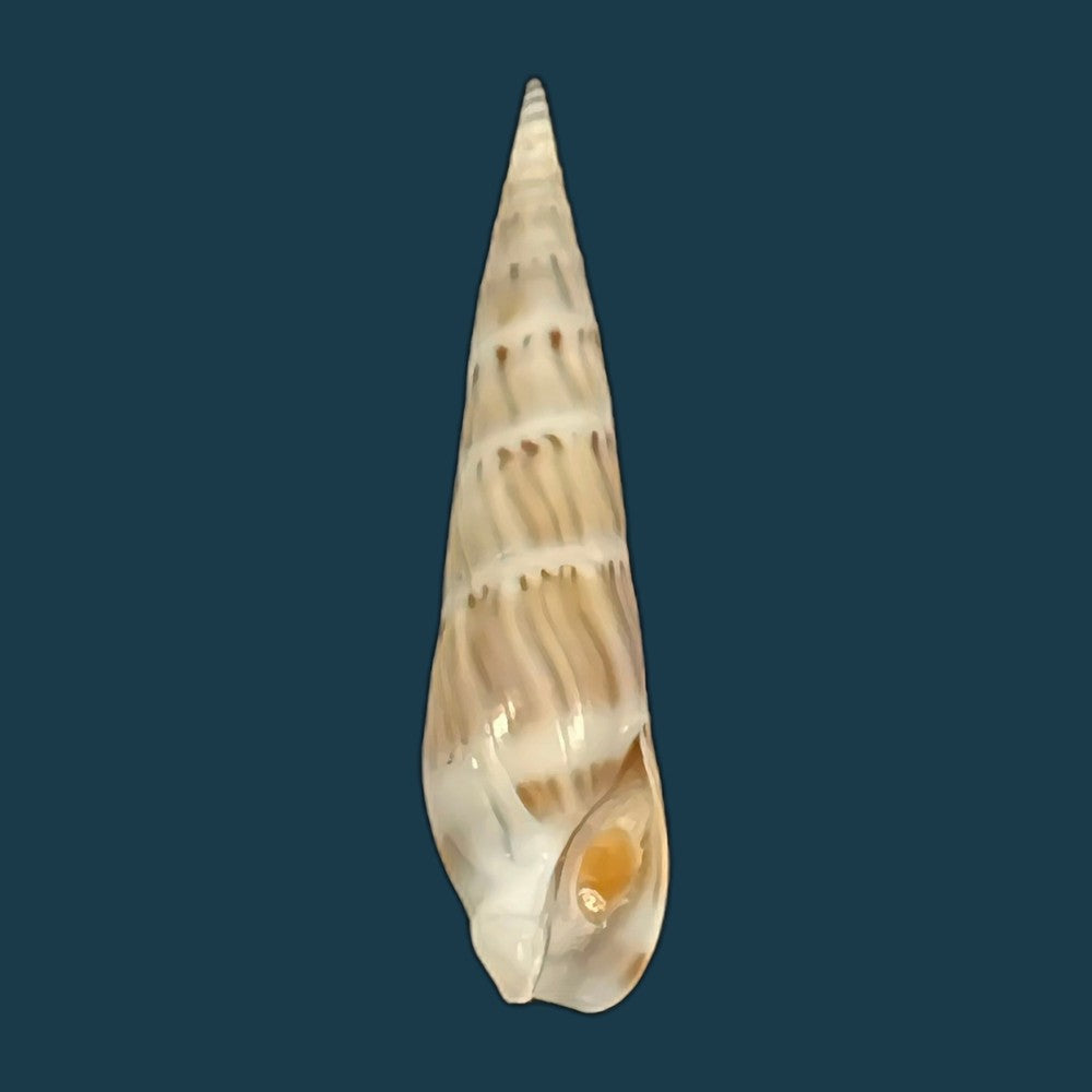 hastula-nimbosa-hinds-1844-37mm-copia