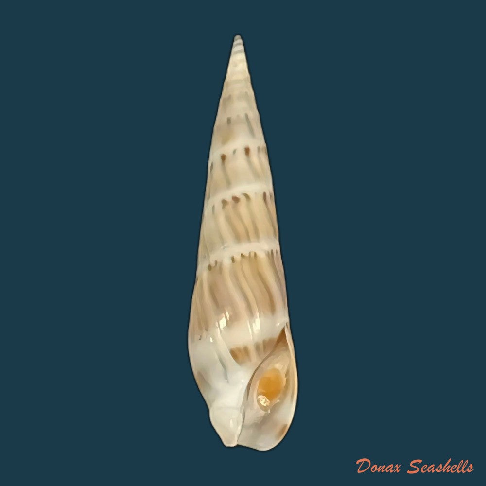 hastula-nimbosa-hinds-1844-37mm-copia