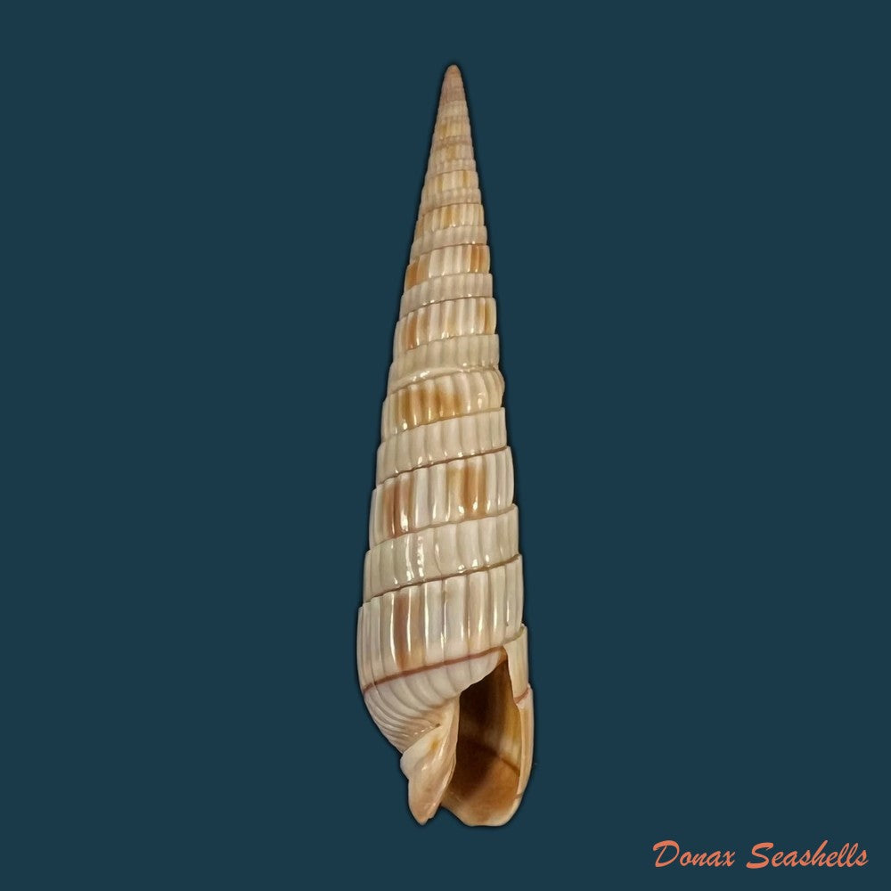 hastula-nimbosa-hinds-1844-38-9mm-copia