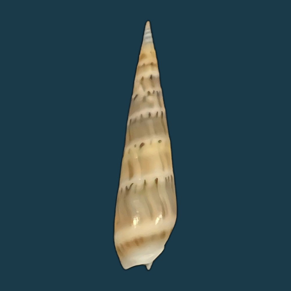hastula-nimbosa-hinds-1844-39-9mm-copia