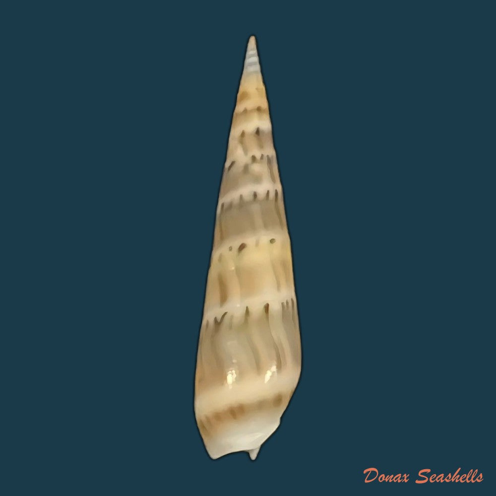 hastula-nimbosa-hinds-1844-39-9mm-copia