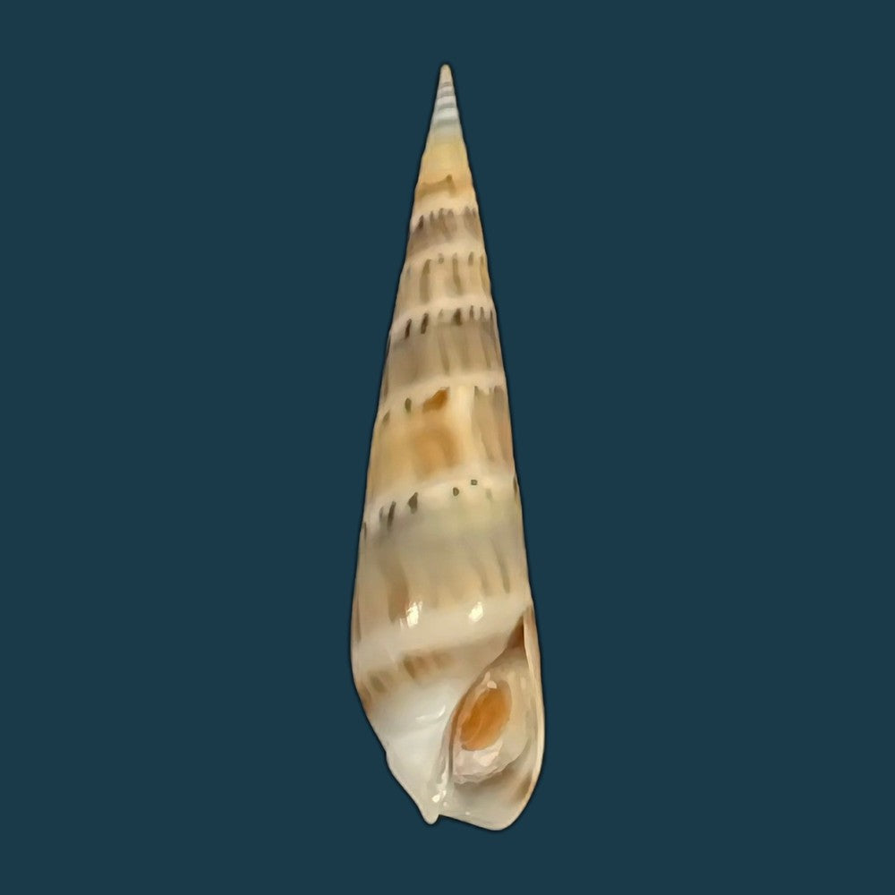 hastula-nimbosa-hinds-1844-39-9mm-copia