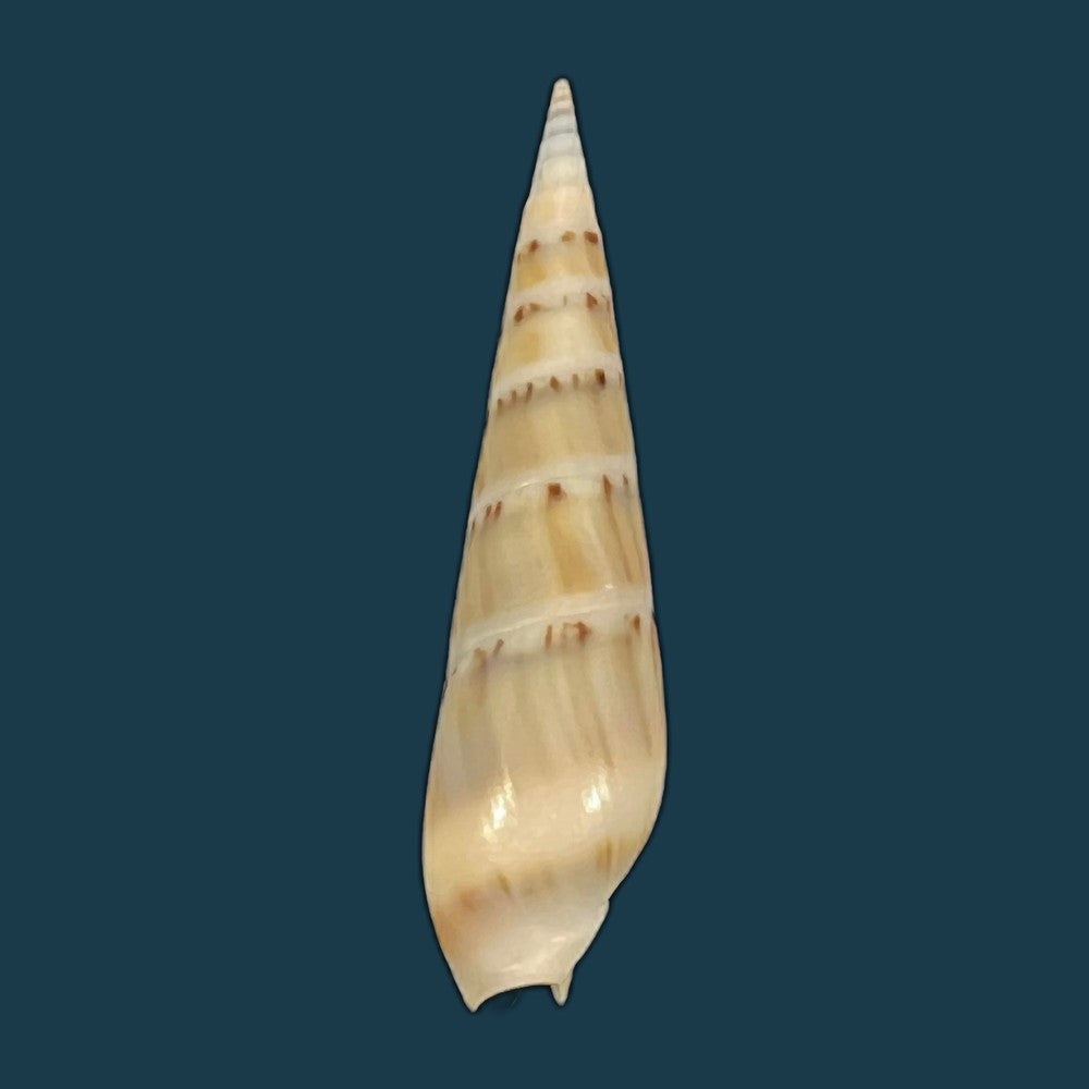 hastula-nimbosa-hinds-1844-39mm-copia-copia