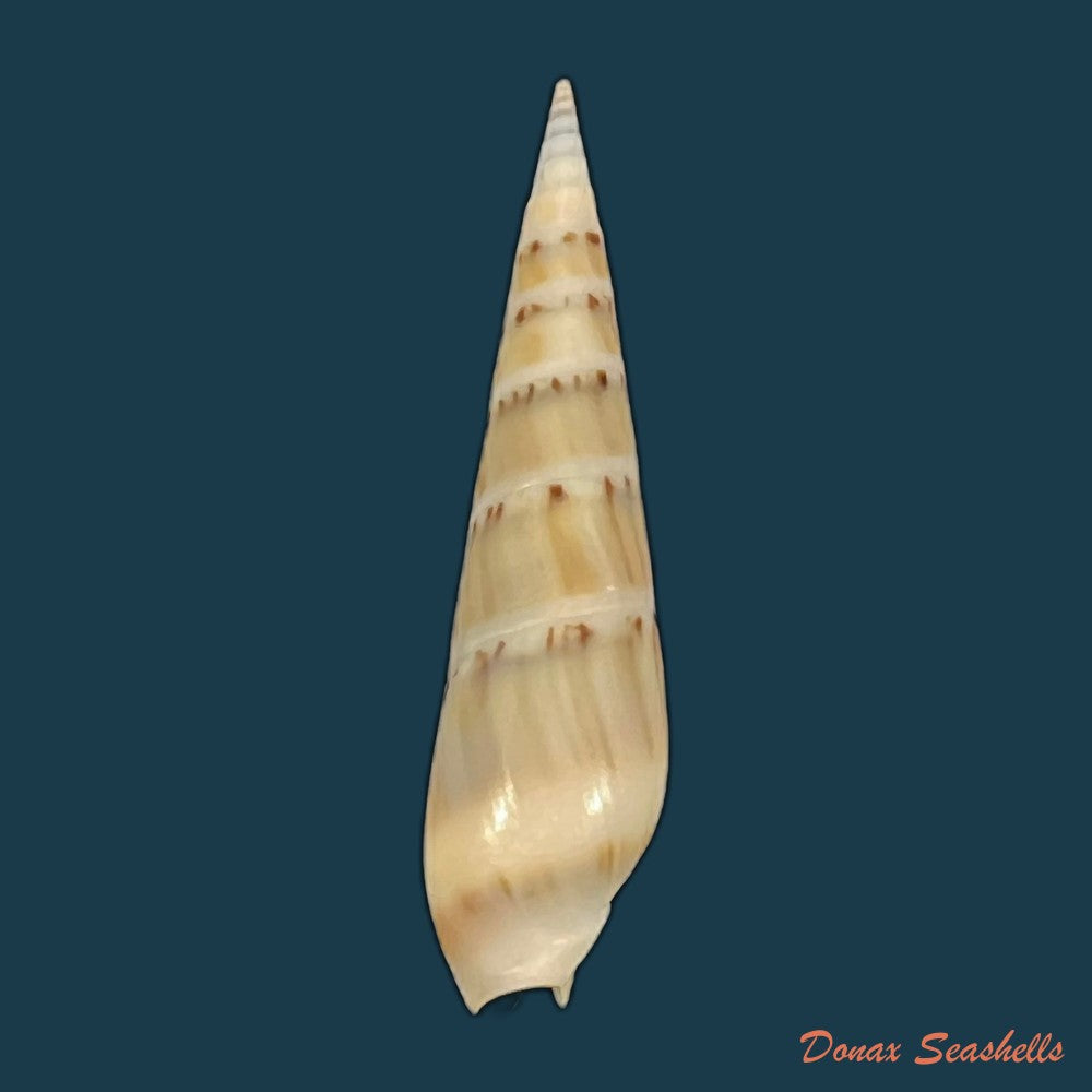 hastula-nimbosa-hinds-1844-39mm-copia-copia