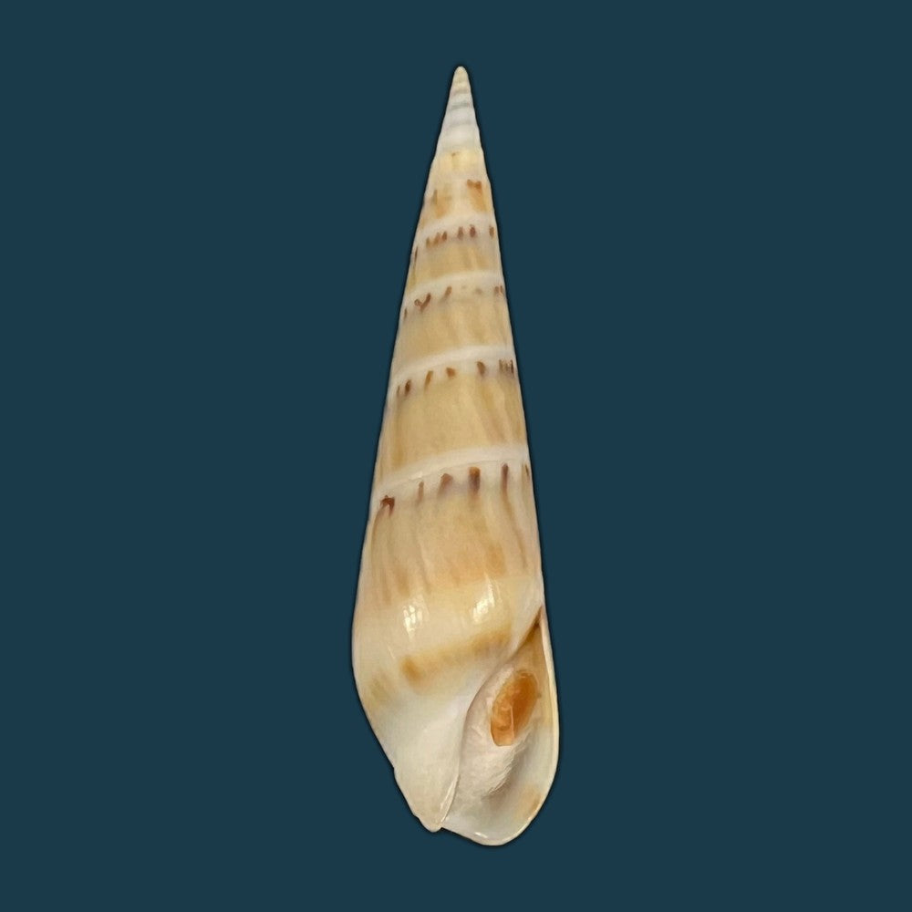hastula-nimbosa-hinds-1844-39mm-copia-copia