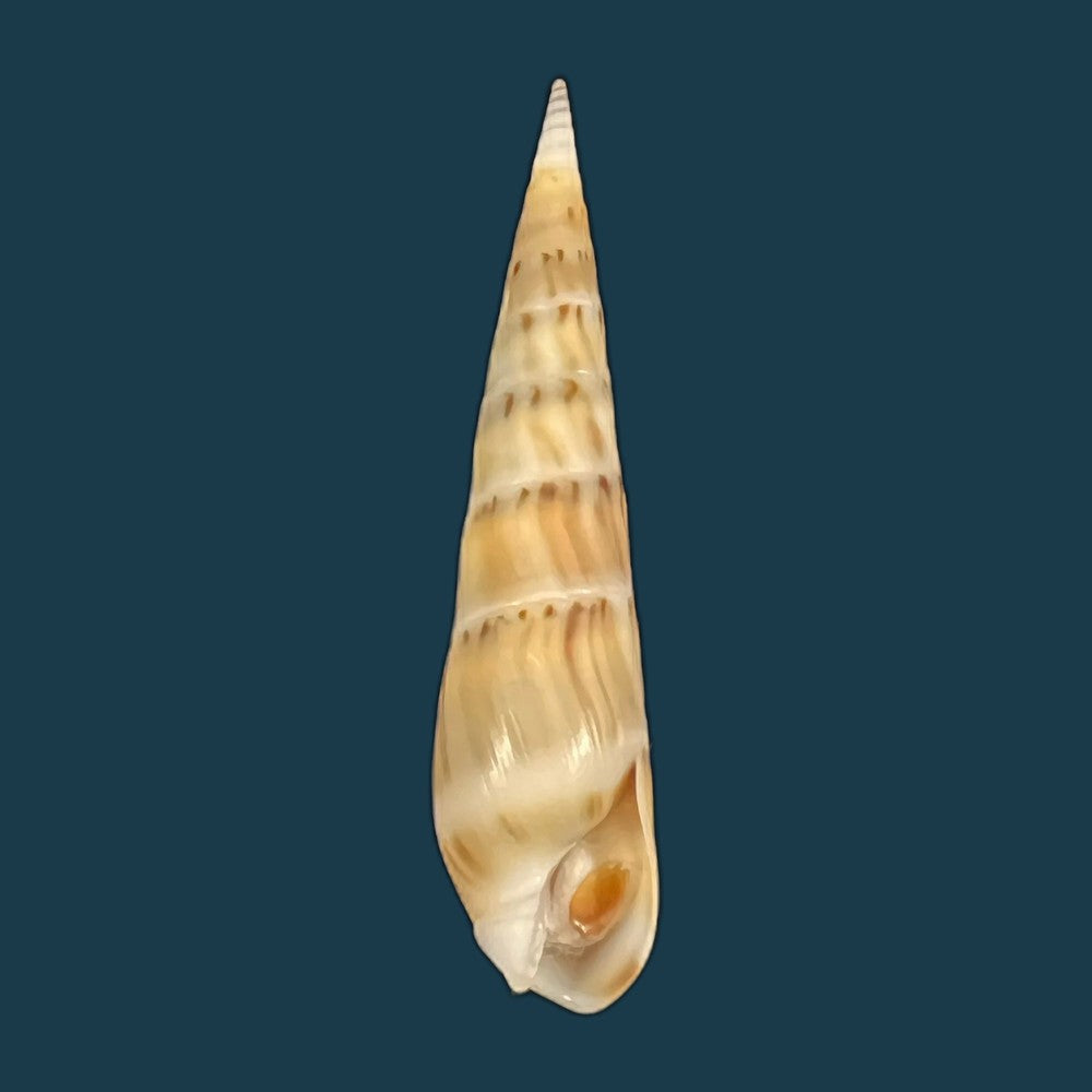 hastula-nimbosa-hinds-1844-39mm-copia