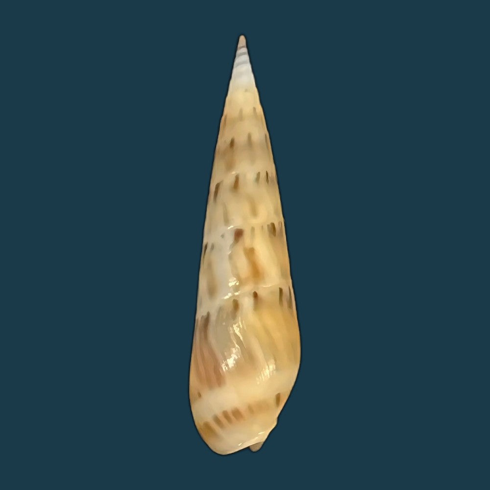 hastula-nimbosa-hinds-1844-40-1mm-copia