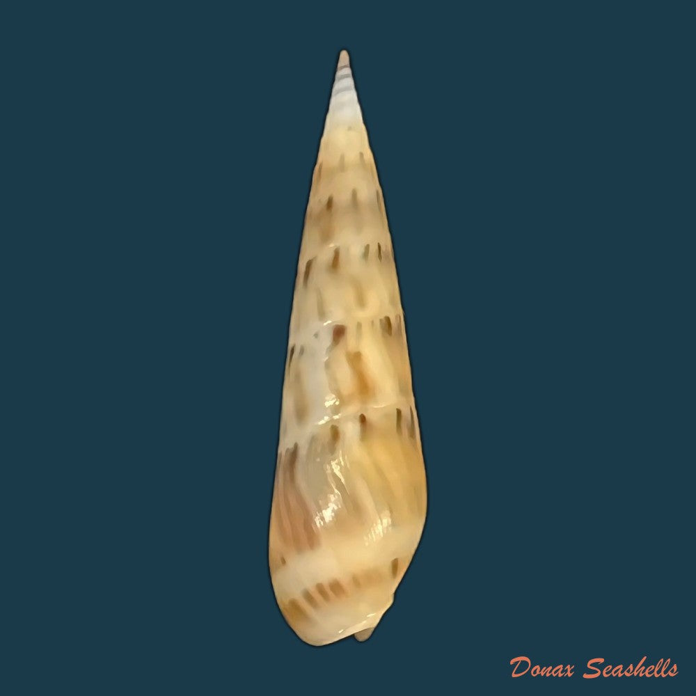 hastula-nimbosa-hinds-1844-40-1mm-copia