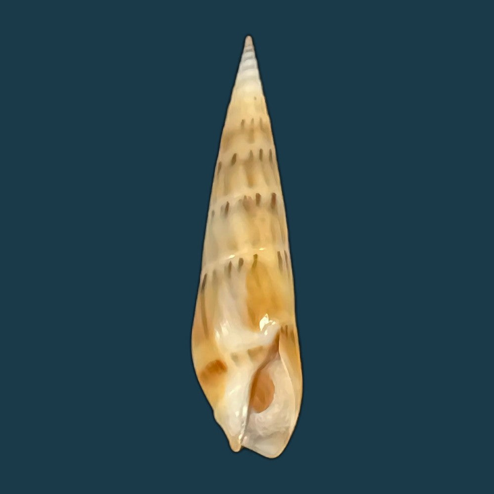 hastula-nimbosa-hinds-1844-40-1mm-copia