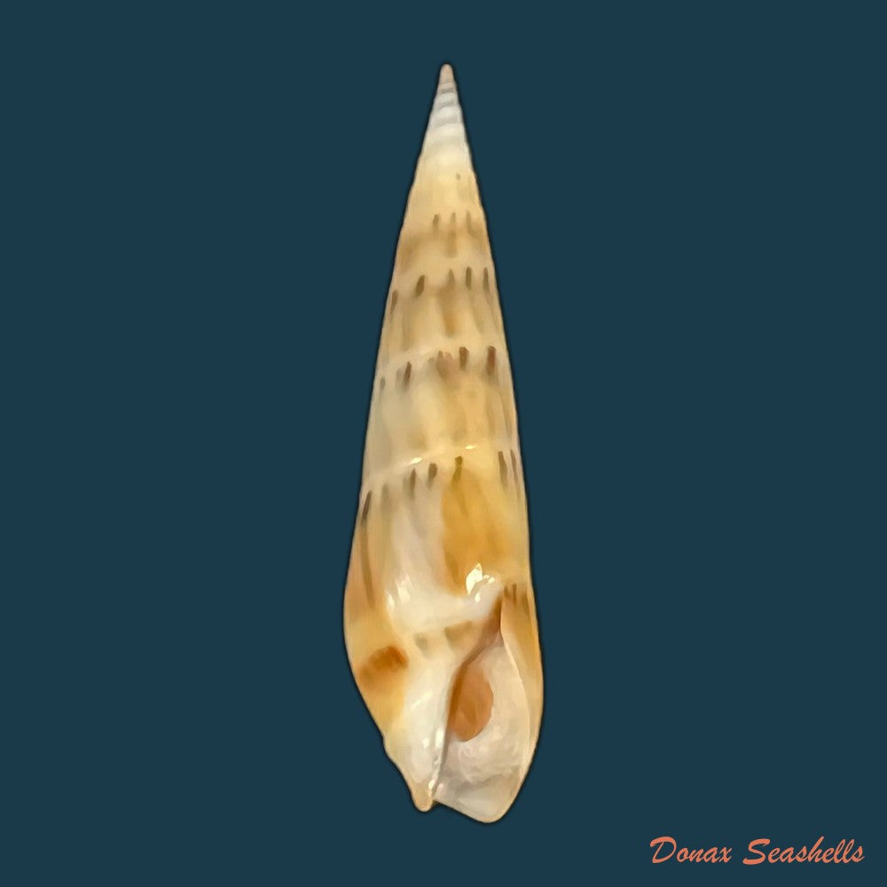 hastula-nimbosa-hinds-1844-40-1mm-copia