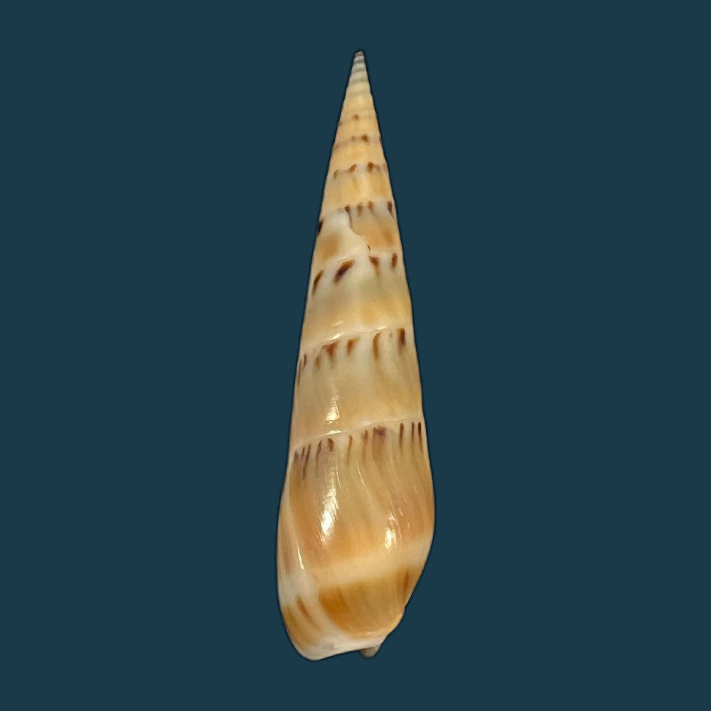 hastula-nimbosa-hinds-1844-42-4mm-copia
