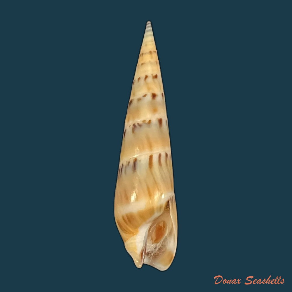hastula-nimbosa-hinds-1844-42-4mm-copia
