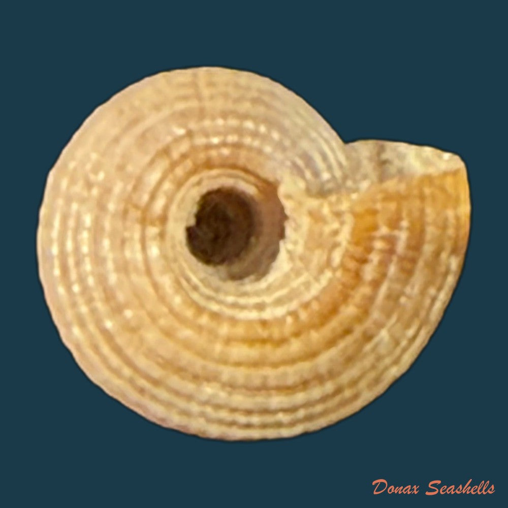 heliacus-infundibuliformis-perrieri-rochebrune-1881-9-5mm-copia