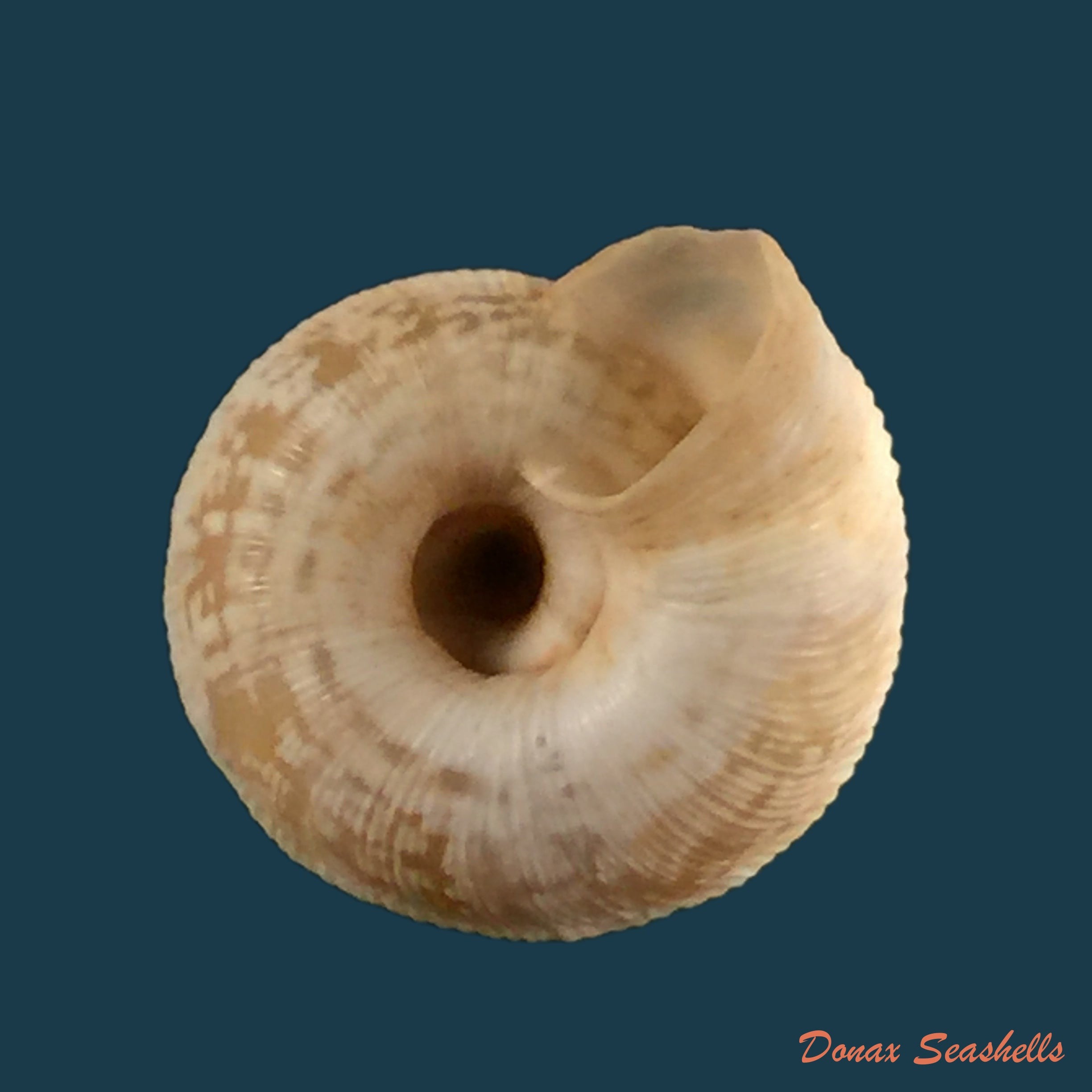 helicella-melillensispallary-1898