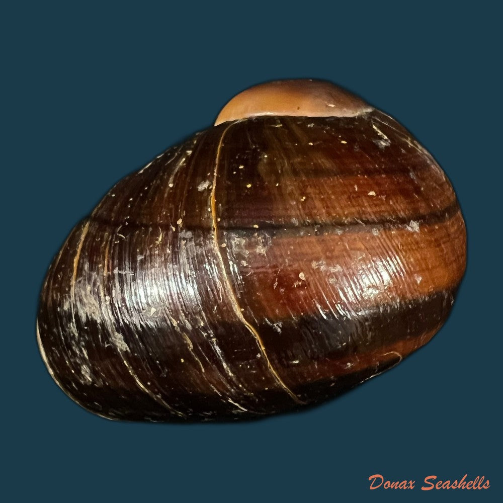 helicophanta-magnifica-a-ferussac-1819-55-6mm-copia