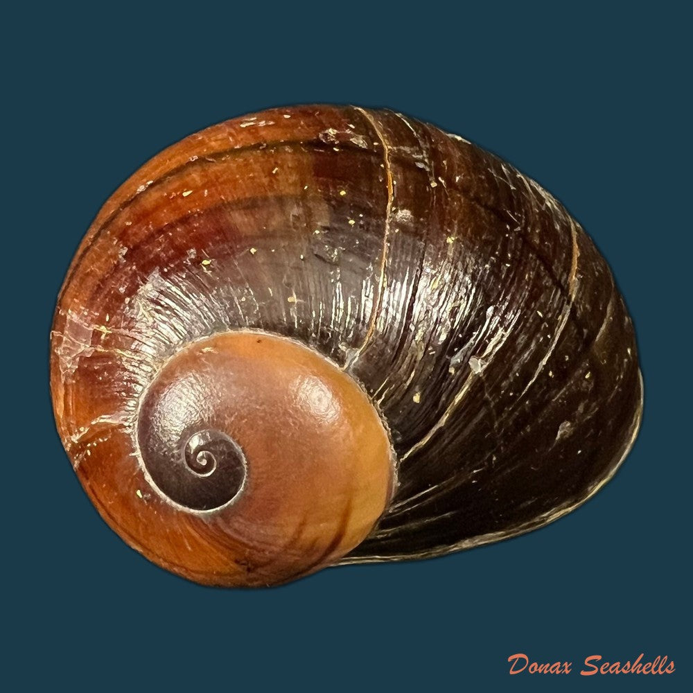 helicophanta-magnifica-a-ferussac-1819-55-6mm-copia