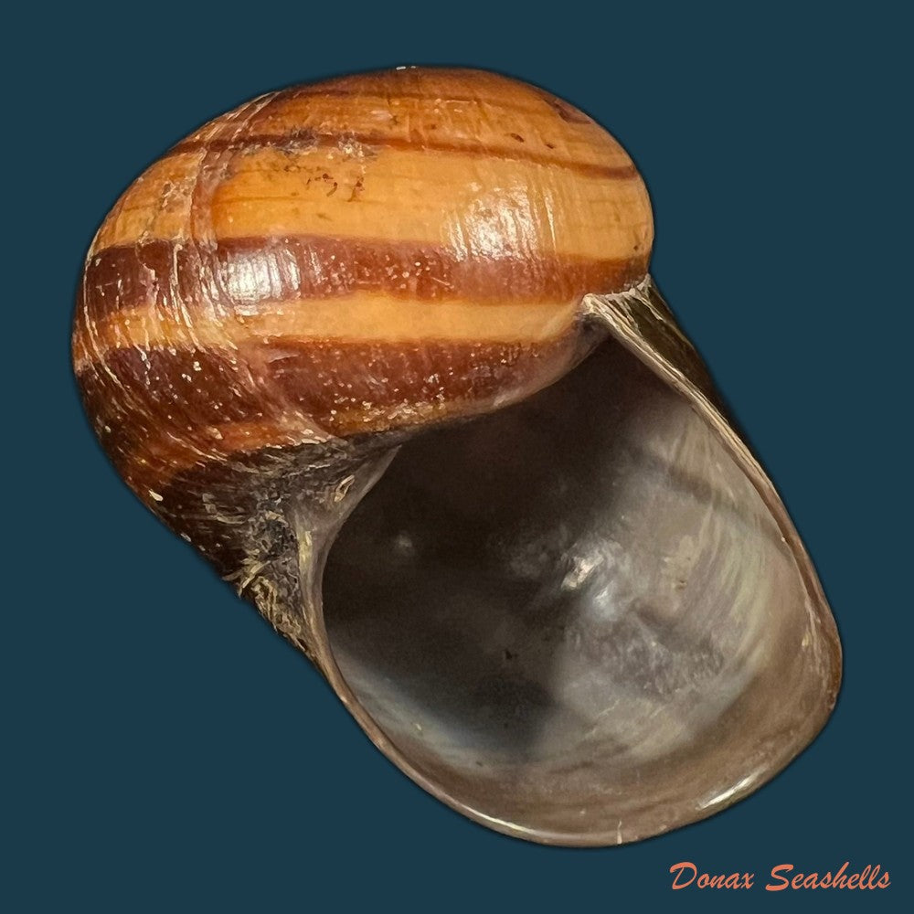 helicophanta-magnifica-a-ferussac-1819-55-6mm-copia