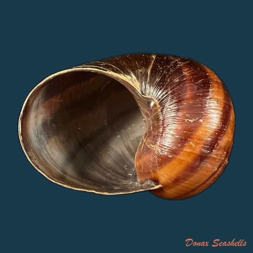 helicophanta-magnifica-a-ferussac-1819-56-5mm-copia
