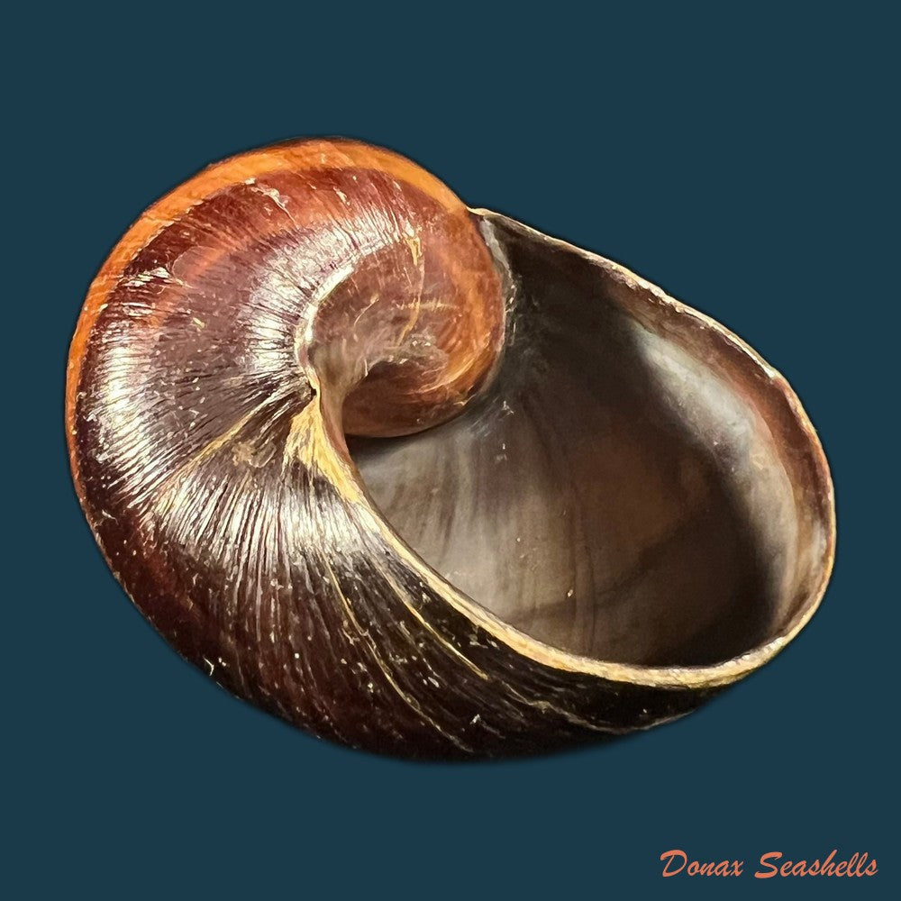 helicophanta-magnifica-a-ferussac-1819-56-5mm-copia