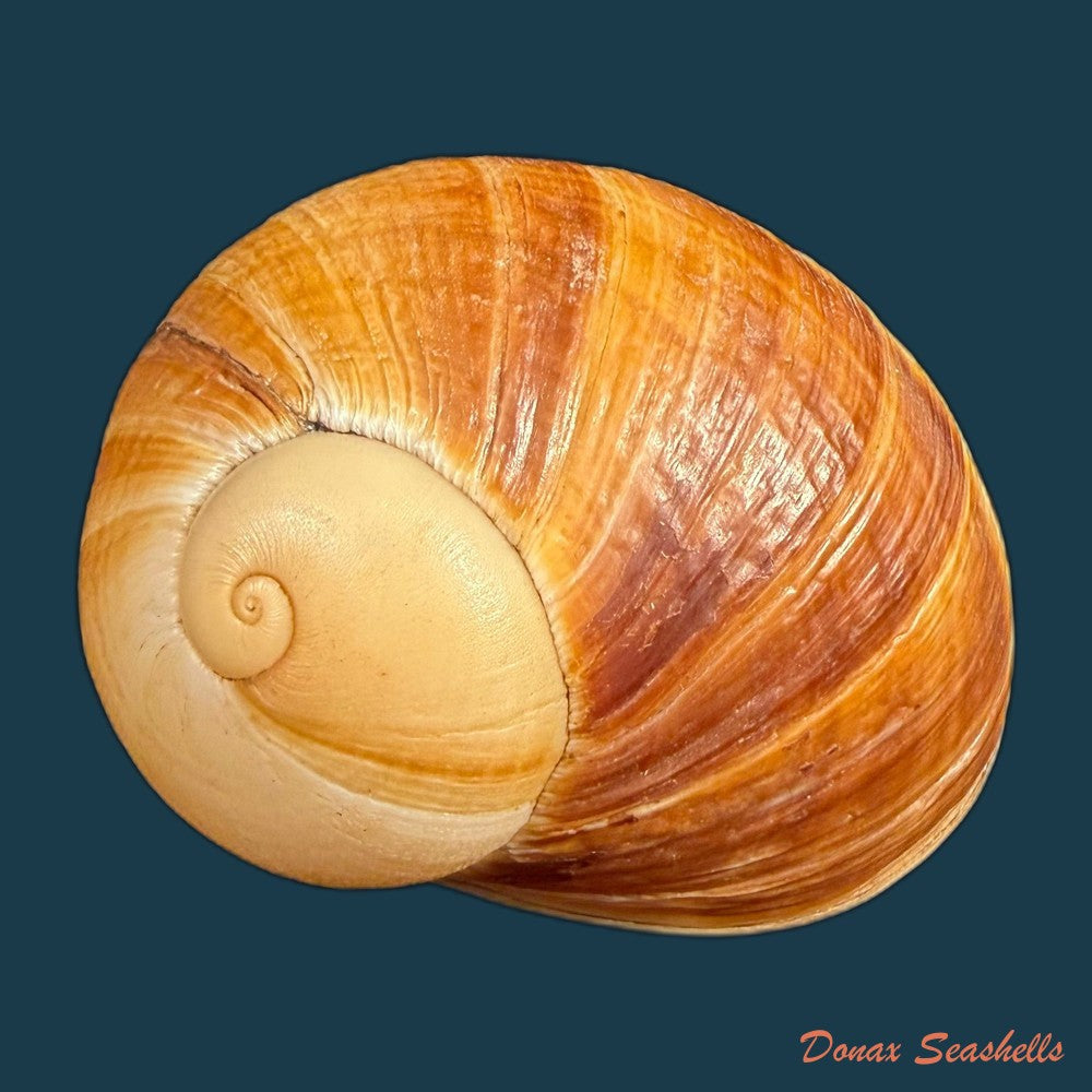 helicophanta-vesicalis-lamarck-1822-79-8mm-copia-1