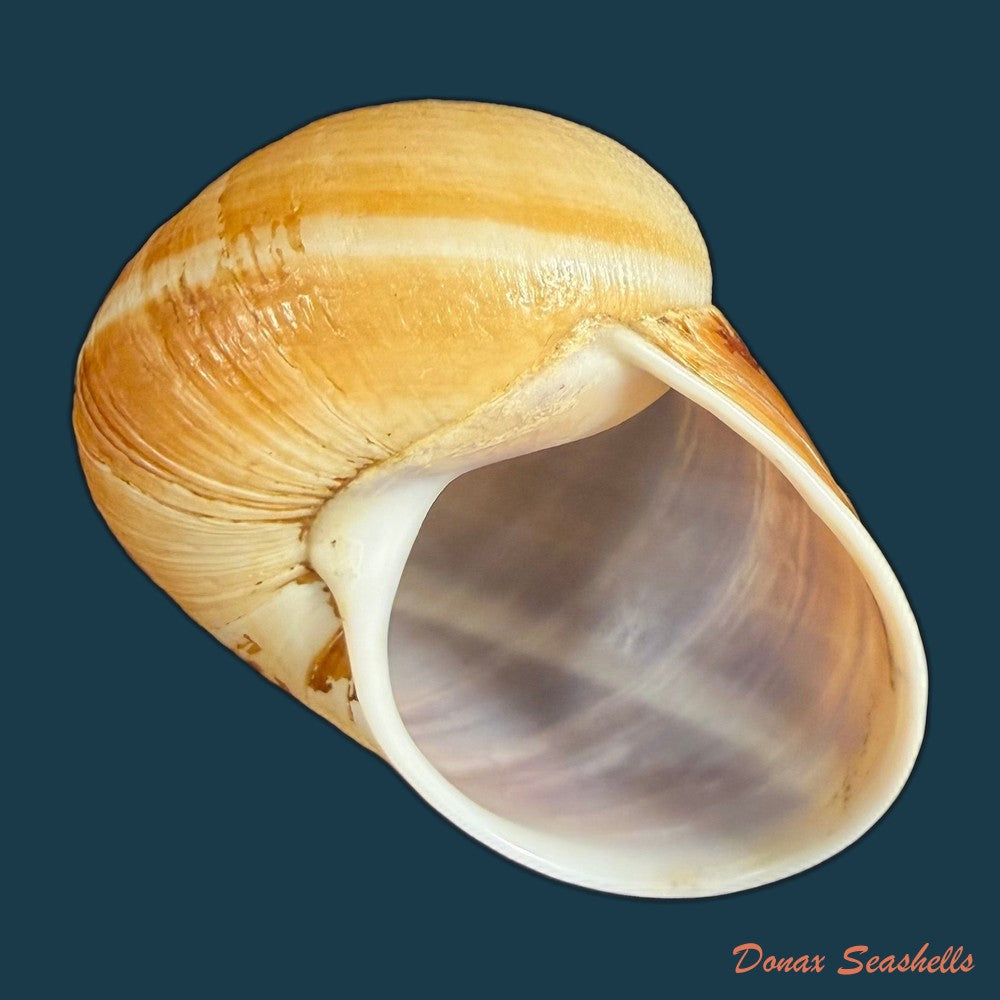 helicophanta-vesicalis-lamarck-1822-79-8mm-copia-1