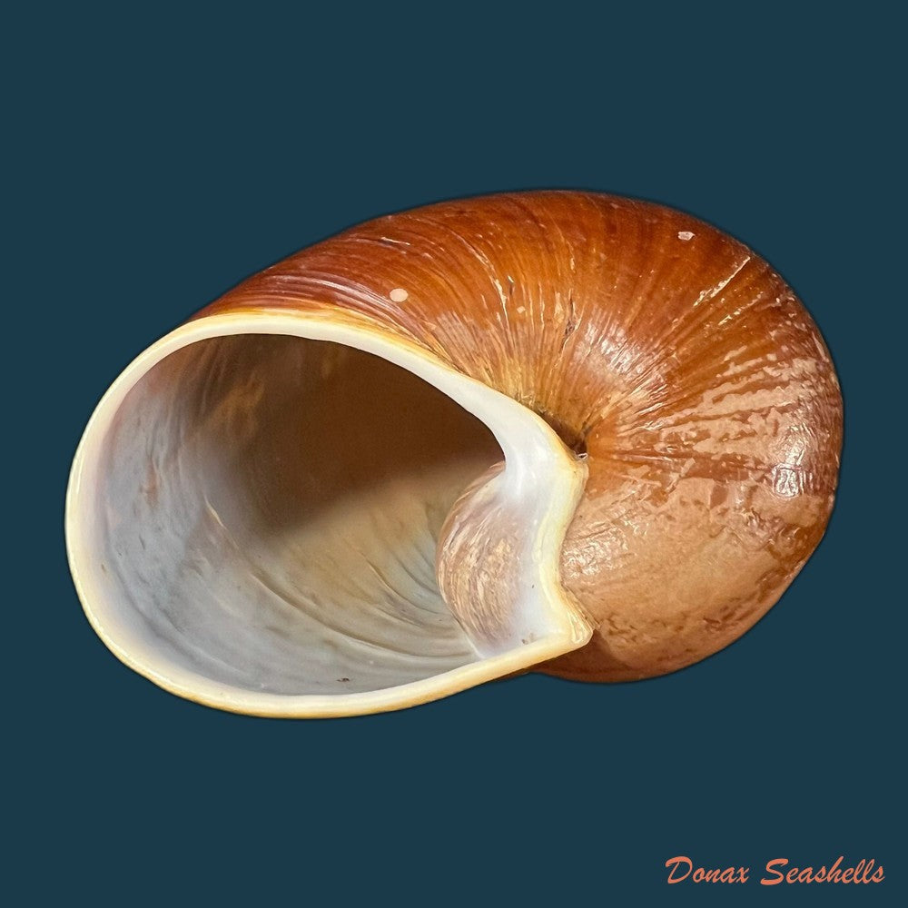 helicophanta-vesicalis-lamarck-1822-79-8mm-copia