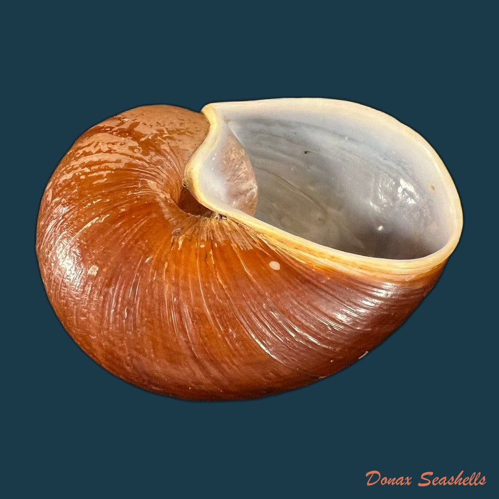helicophanta-vesicalis-lamarck-1822-79-8mm-copia