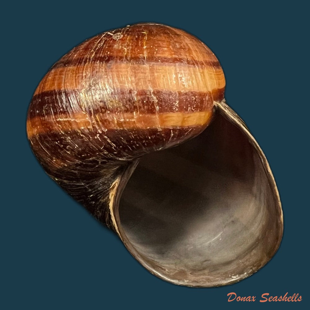 helicophanta-vesicalis-lamarck-1822-80-5mm-copia
