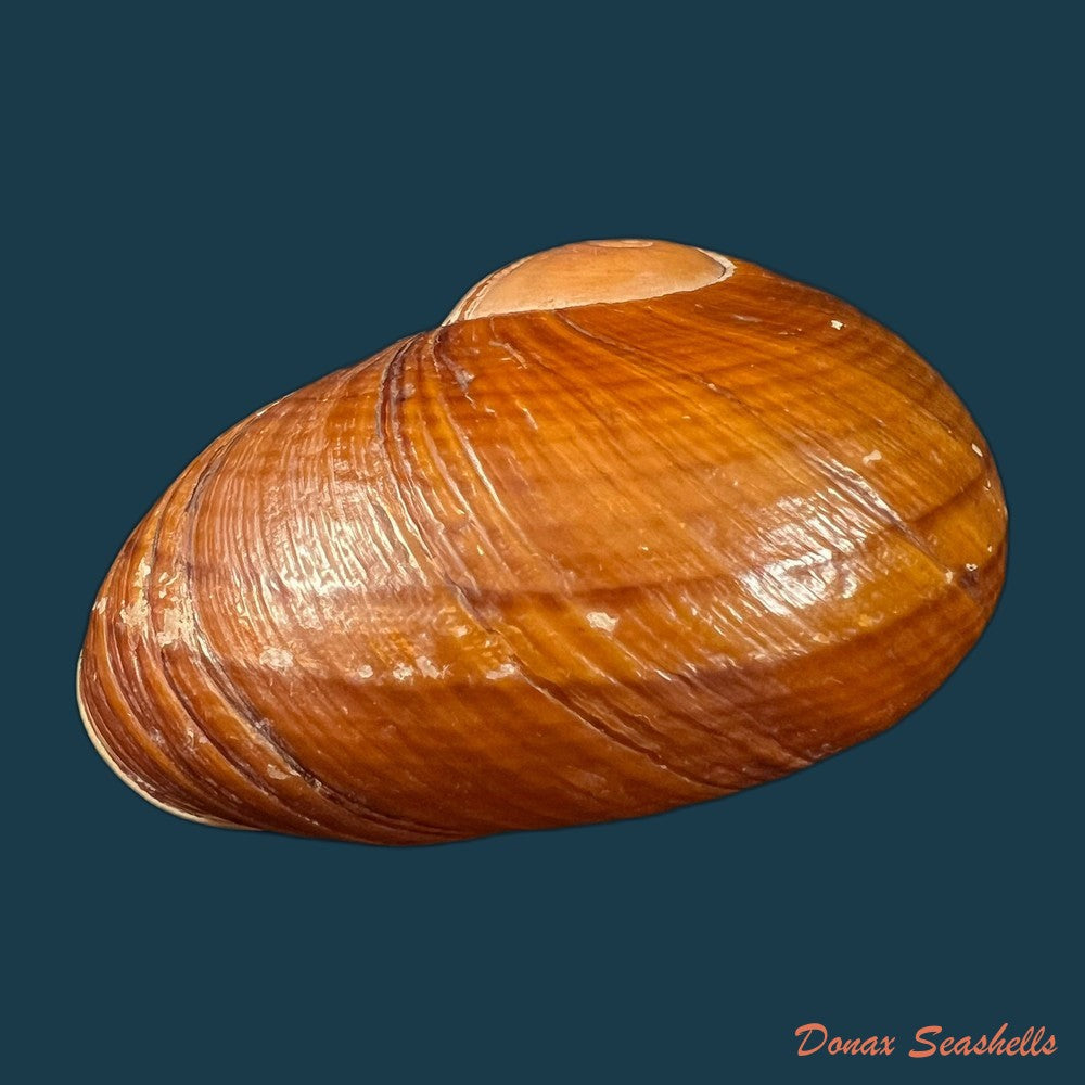 helicophanta-vesicalis-lamarck-1822-83-2mm-copia