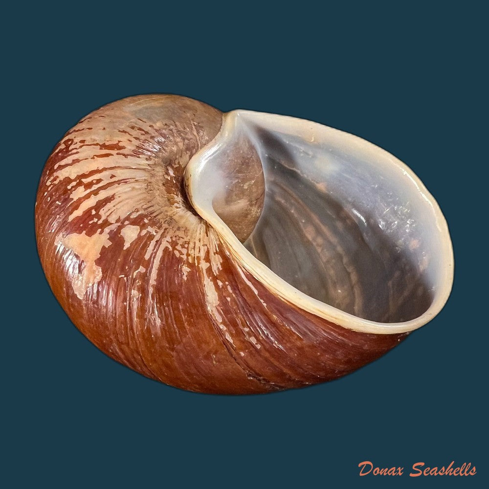 helicophanta-vesicalis-lamarck-1822-83-2mm-copia
