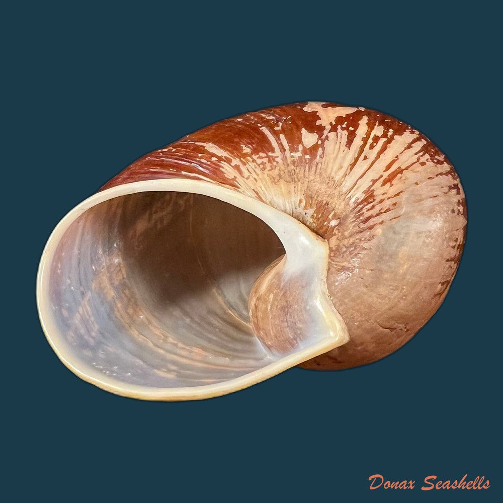 helicophanta-vesicalis-lamarck-1822-83-2mm-copia