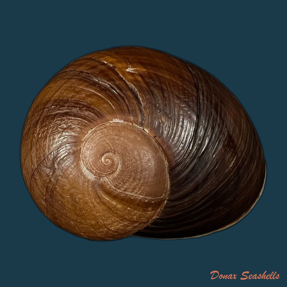 helicophanta-vesicalis-lamarck-1822-83-6mm-copia