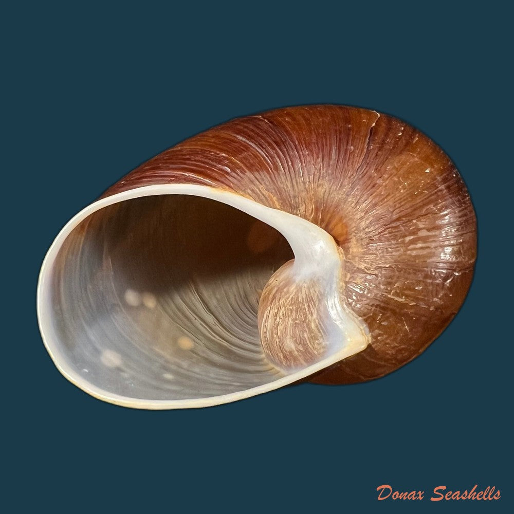 helicophanta-vesicalis-lamarck-1822-83-6mm-copia