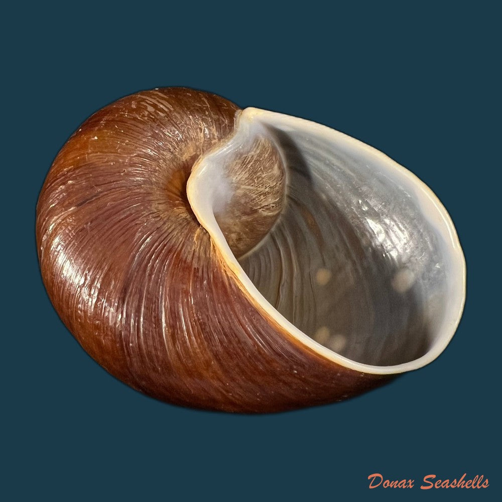 helicophanta-vesicalis-lamarck-1822-83-6mm-copia