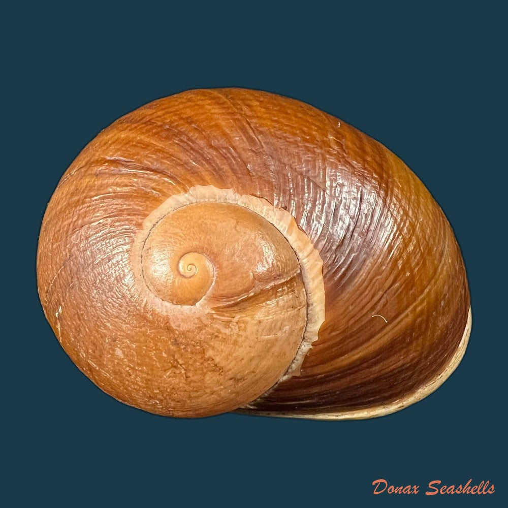 helicophanta-vesicalis-lamarck-1822-copia