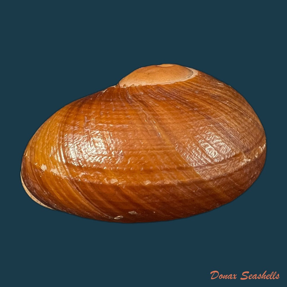 helicophanta-vesicalis-lamarck-1822-copia