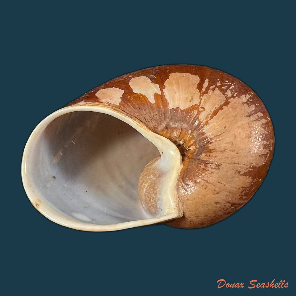 helicophanta-vesicalis-lamarck-1822-copia