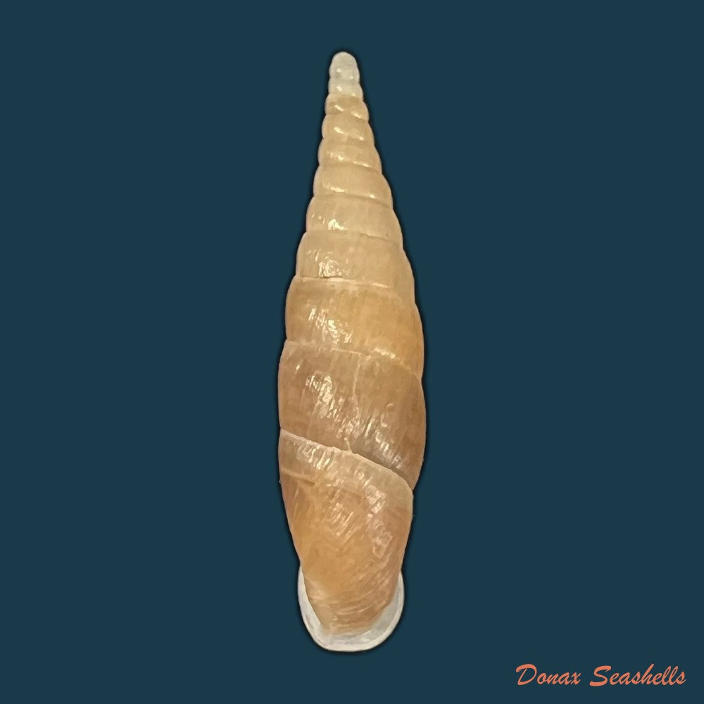 hemiphaedusa-pluviatilis-w-h-benson-1842-29-5mm-copia