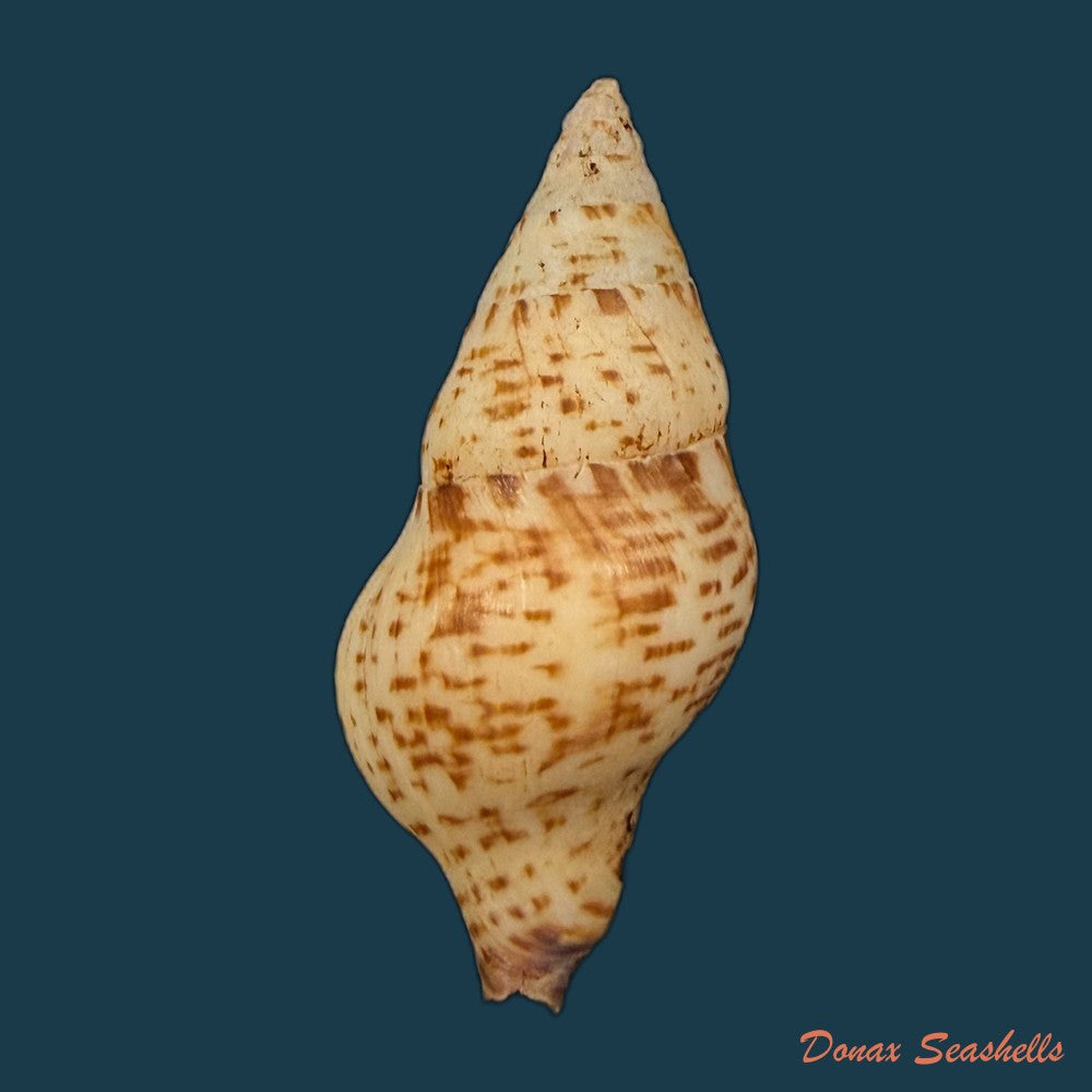 hemipolygona-distincta-a-adams-1855-61-3mm-copia-1