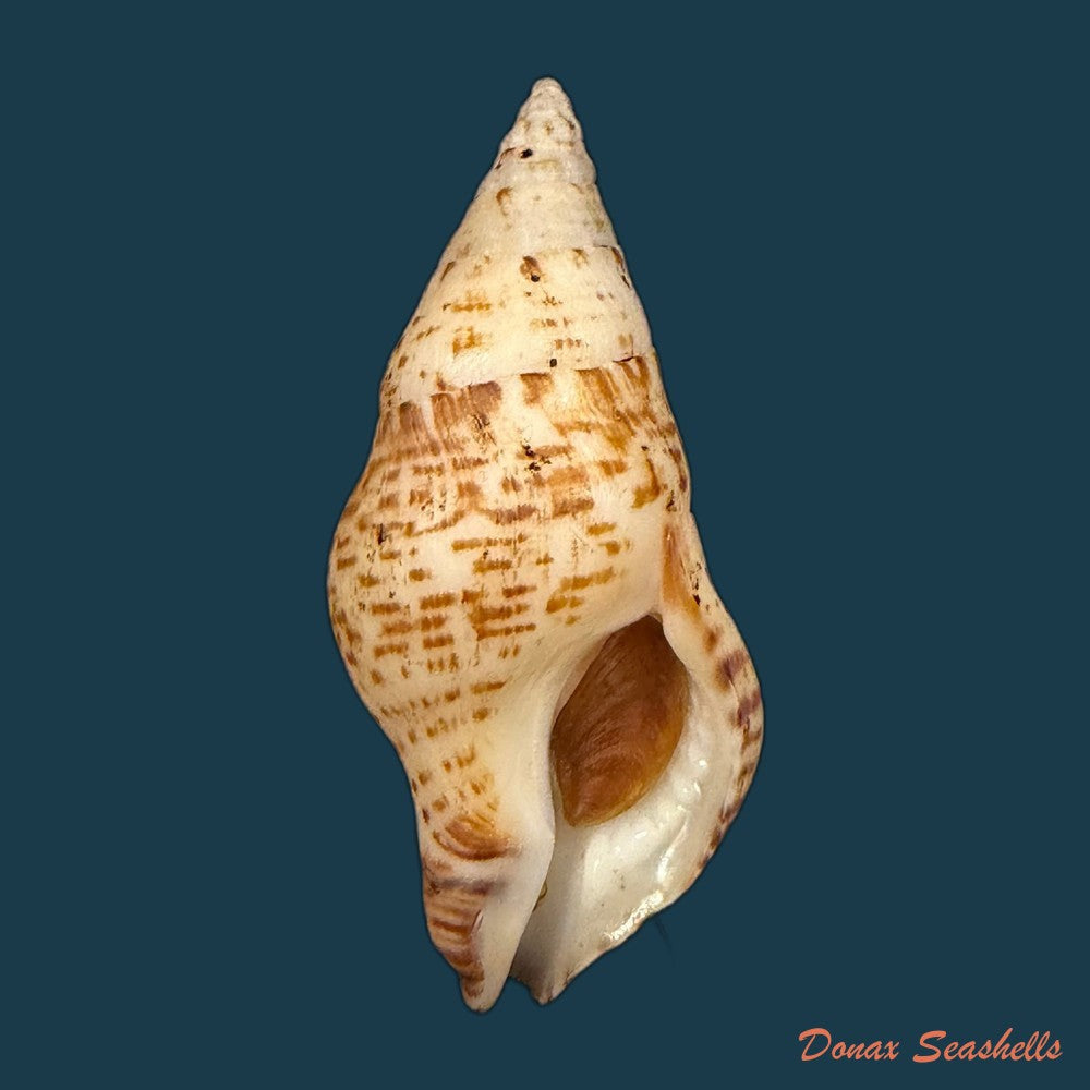 hemipolygona-distincta-a-adams-1855-61-3mm-copia-1