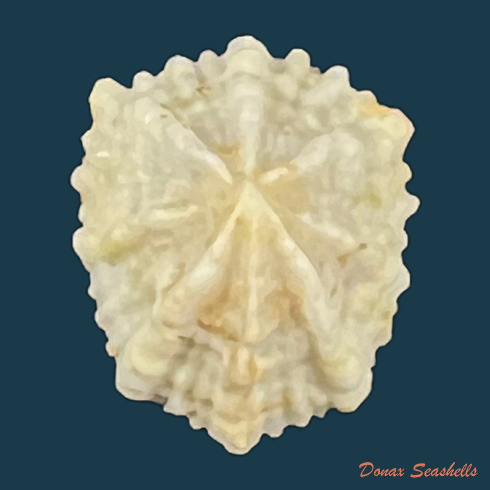 hemitoma-octoradiata-gmelin-1795-15-8mm-copia