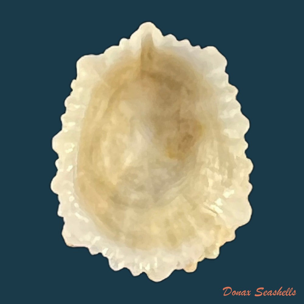 hemitoma-octoradiata-gmelin-1795-15-8mm-copia