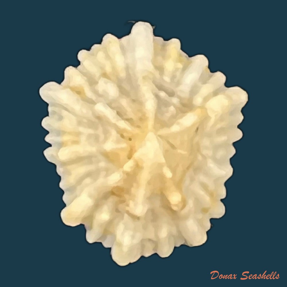 hemitoma-octoradiata-gmelin-1795-16-4mm-copia