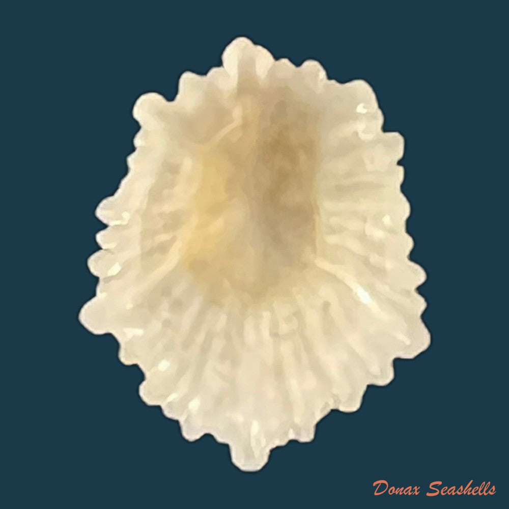 hemitoma-octoradiata-gmelin-1795-16-4mm-copia