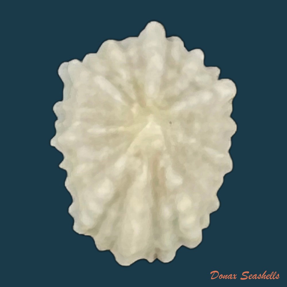 hemitoma-octoradiata-gmelin-1795-16-5mm-copia