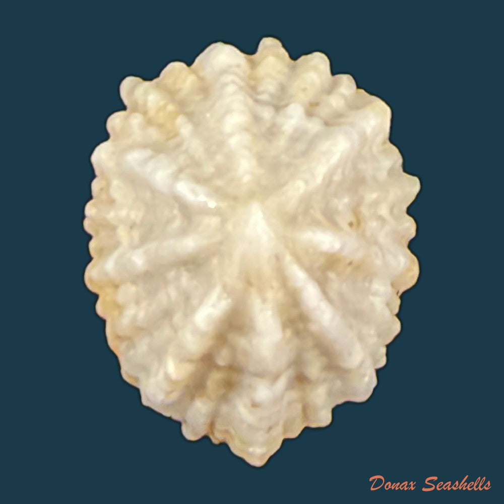 hemitoma-octoradiata-gmelin-1795-16-9mm-copia-1