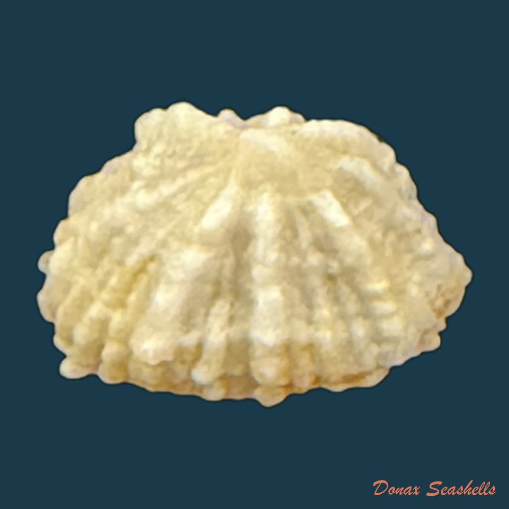 hemitoma-octoradiata-gmelin-1795-16-9mm-copia-1